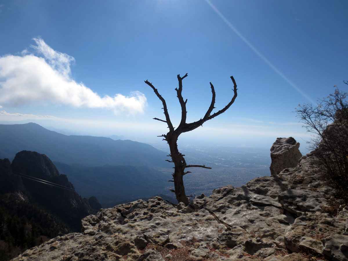 Lone tree by Susan Fluegel